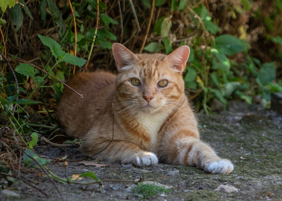 Siggie